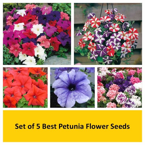 set of 5 best petunia flower seeds 