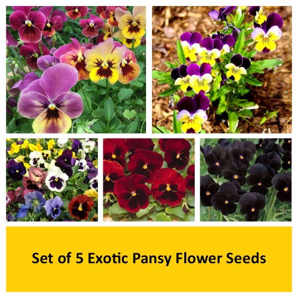 set of 5 exotic pansy flower seeds 