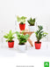 set of 5 plants to promote happiness and joy 