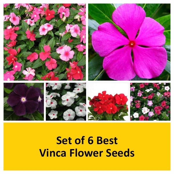 set of 6 best vinca flower seeds 