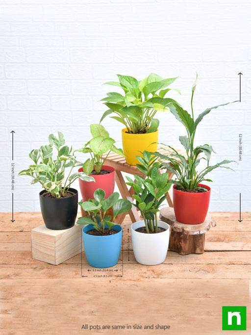 set of 6 plants for healthy and refreshing day 