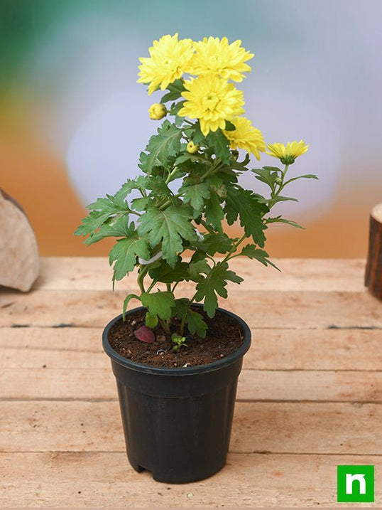 Buy Chrysanthemum Plants online from Nurserylive at lowest price.