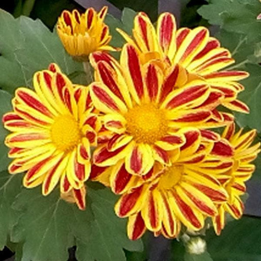 Buy Shevanti, Chrysanthemum (White) - Plant online from Nurserylive at  lowest price.