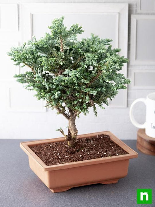 silver cypress bonsai - plant