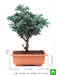 silver cypress bonsai - plant