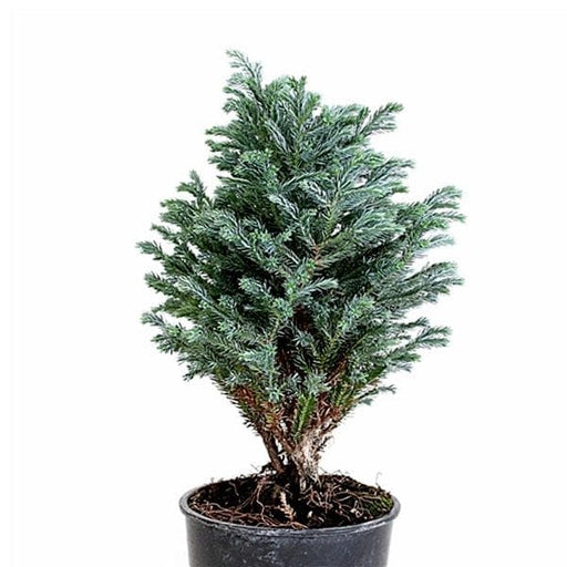 silver cypress - plant