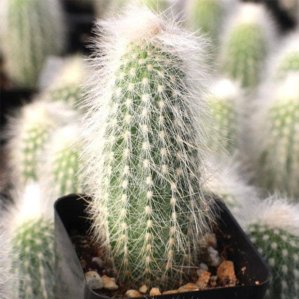Buy Cactus Plants online from Nurserylive at lowest price.