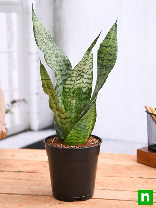 lowest temp for snake plant Buy Snake Plant, Sansevieria trifasciata, Sansevieria zeylanica