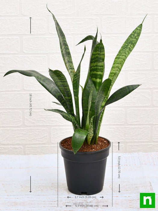 snake plant starlight Buy Snake Plant, Sansevieria trifasciata, Sansevieria zeylanica