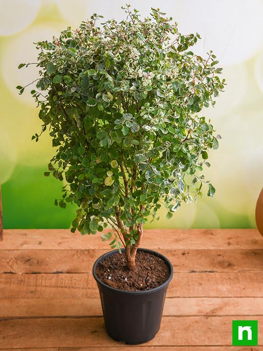 snowbush - plant