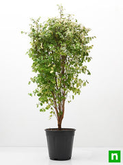snowbush - plant