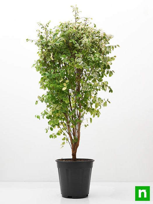 snow bush indoor plant Buy Snowbush