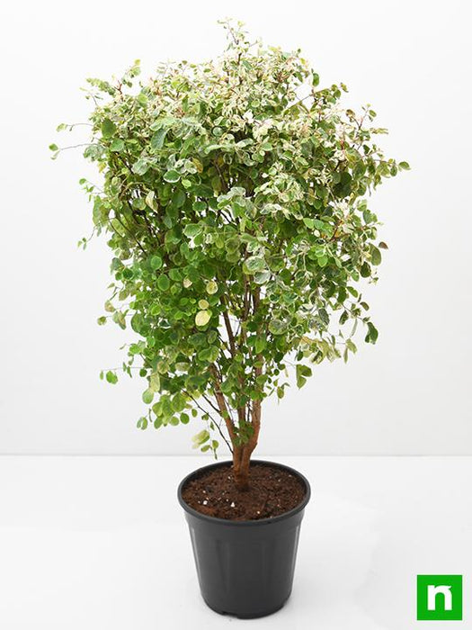 snowbush - plant