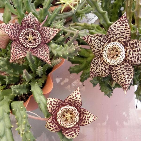 starfish succulent for sale Buy Starfish, Stapelia variegata