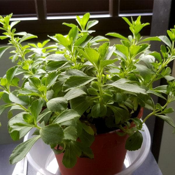 stevia rebaudiana - 0.5 kg seeds