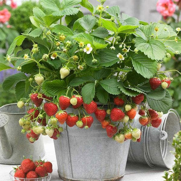 Buy Grafted Fruit Plants online from Nurserylive at lowest price.