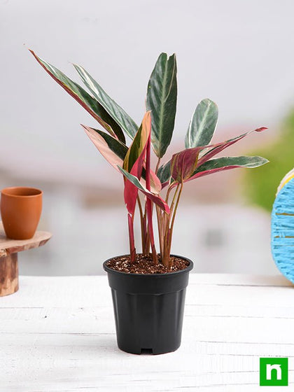 Buy Stromanthe Sanguinea Triostar, Calathea Triostar