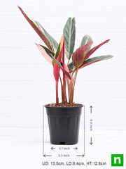stromanthe sanguinea triostar - plant