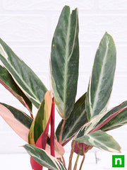 stromanthe sanguinea triostar - plant