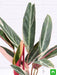 stromanthe sanguinea triostar - plant