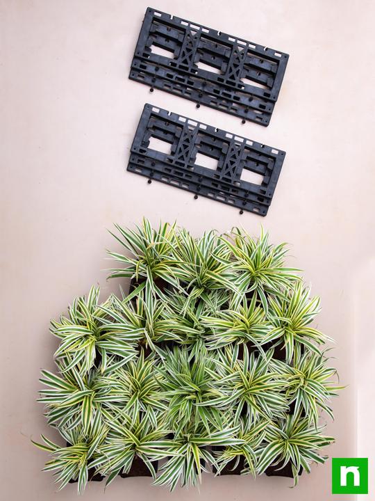 stunning spider plants for attractive indoor vertical garden 