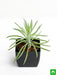 succulent bush senecio - plant