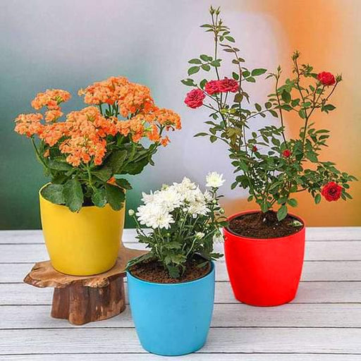 symbol of purity on republic day plants pack 