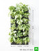 syngonium green wall to beautify indoor space 