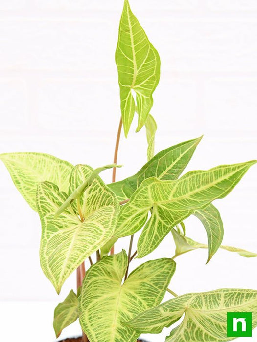 syngonium podophyllum white butterfly - plant