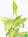 syngonium podophyllum white butterfly - plant