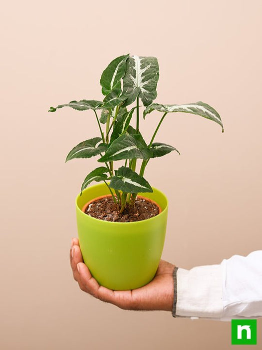 syngonium wendlandi - plant