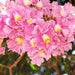 tabebuia rosea - plant