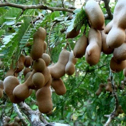 Buy Tamarind, Imli, Tamarindus indica - Plant online from Nurserylive at  lowest price.