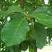 teakwood - plant