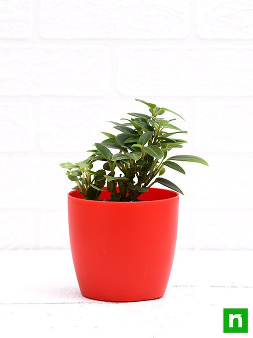 teardrop peperomia - plant