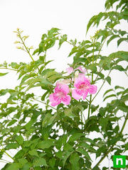 tecoma (shurb - plant