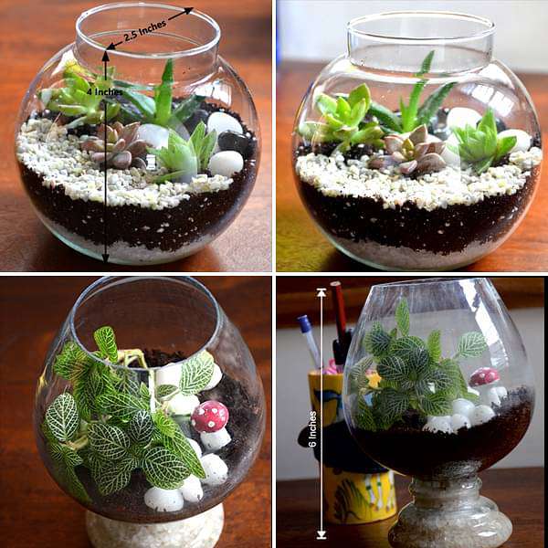 buy plant terrariums online Buy Bright green terrarium pack online from Nurserylive at lowest price
