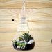 bulb - shaped hanging terrarium (7in ht)