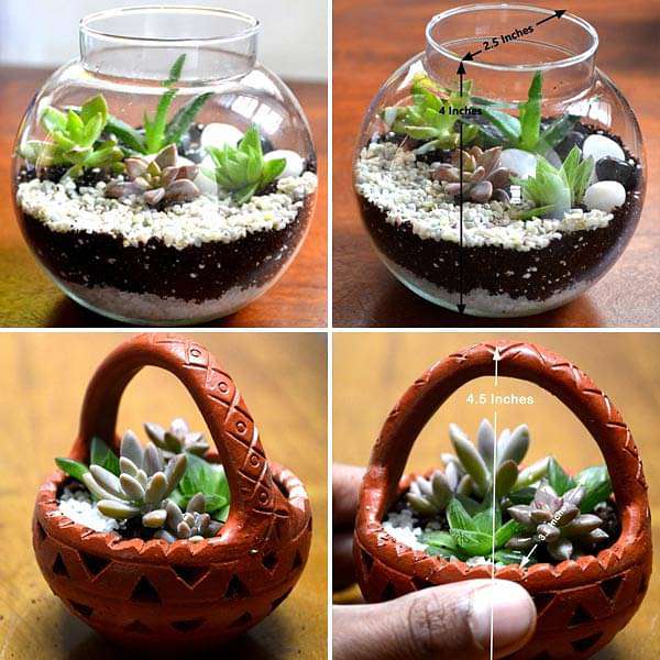 cute succulent terrarium Buy Bunch of cute basket and terrarium online from Nurserylive at lowest price