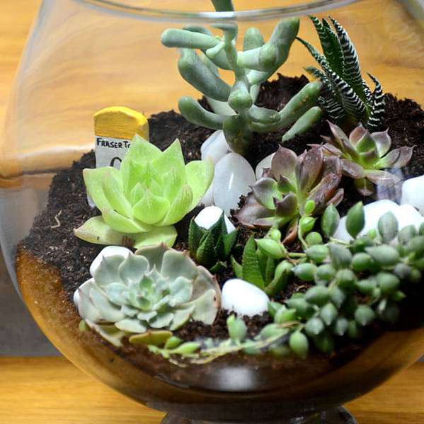 Buy Terrariums online from Nurserylive at lowest price.