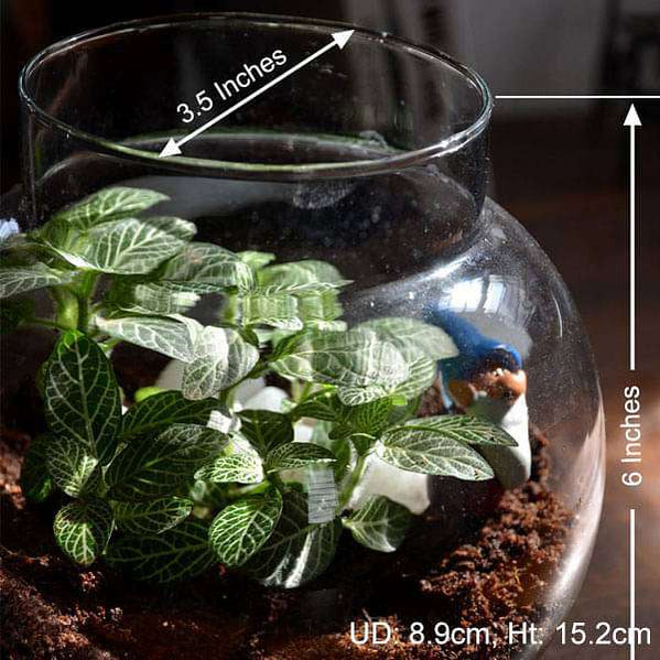 Buy Terrariums online from Nurserylive at lowest price.