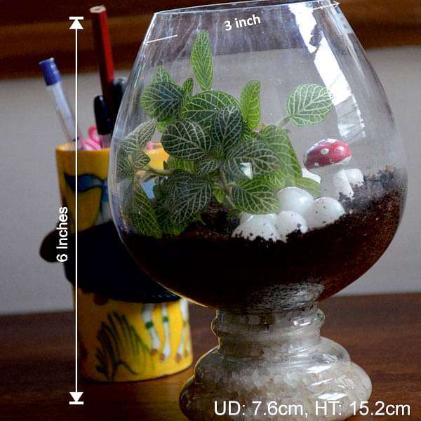 fittonia wine goblet terrarium (6in ht) 