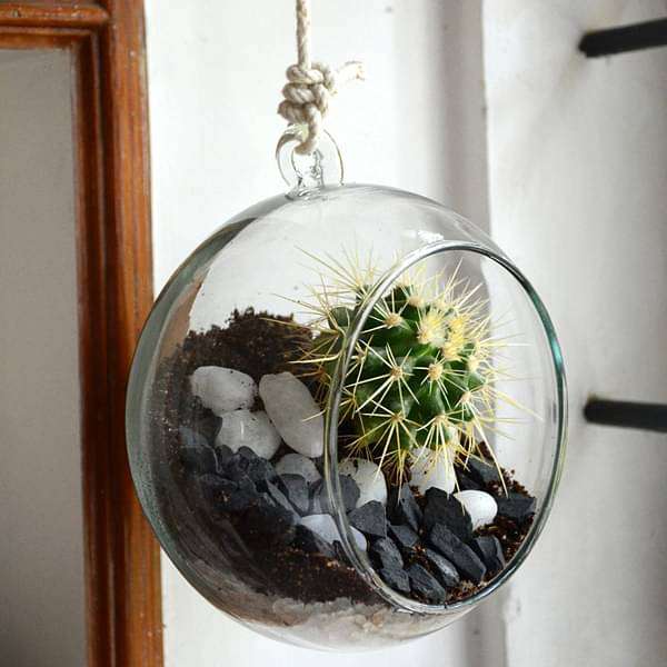 hanging orb cactus terrarium (6in ht) 