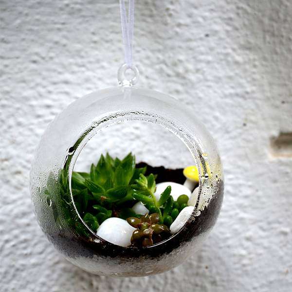 hanging orb succulent terrarium (6in ht) 