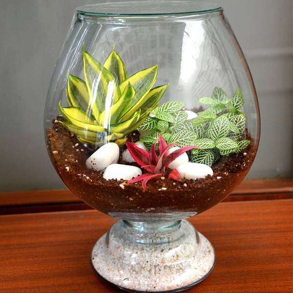 where can i buy terrarium plants Buy My hobbit closed goblet terrarium (10in Ht) online from Nurserylive at lowest price