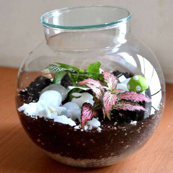 Buy Terrariums online from Nurserylive at lowest price.