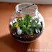 round flask green terrarium (4in ht) 