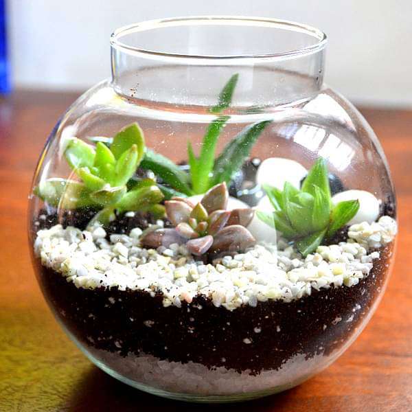 indoor succulent terrarium Buy Round flask succulent terrarium (4in Ht) online from Nurserylive at lowest price