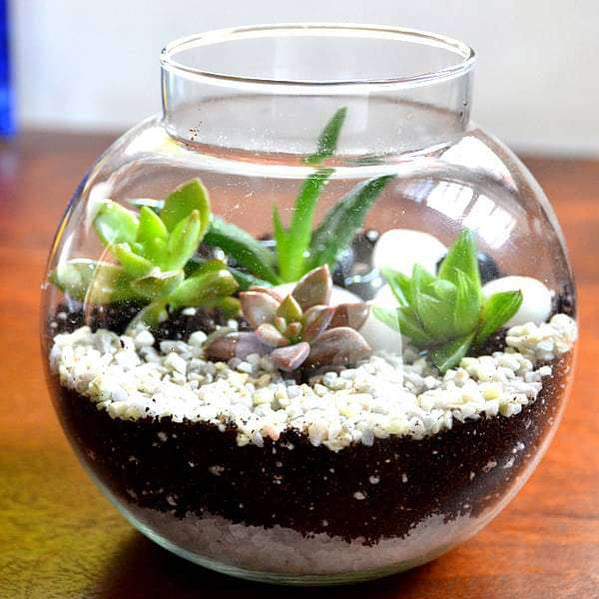 Buy Terrariums online from Nurserylive at lowest price.