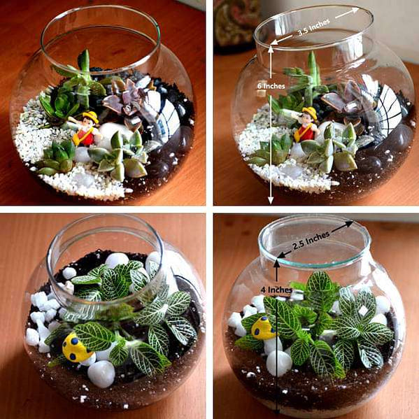 Buy Terrariums online from Nurserylive at lowest price.